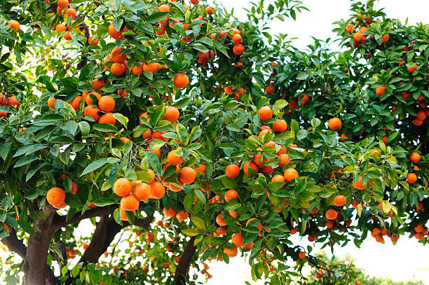 апельсины польза и вред для здоровья человека
