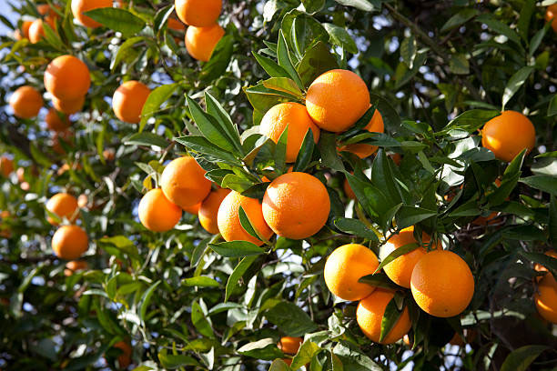 апельсины польза и вред для организма