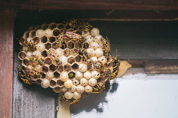 как избежать укуса пчелы или осы