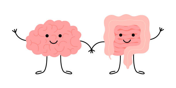 связь мозга и кишечника
