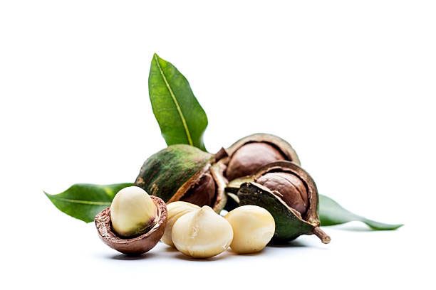 макадамия орех полезные свойства