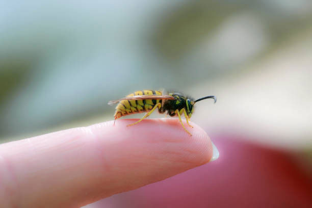 помощь при укусах пчел и ос