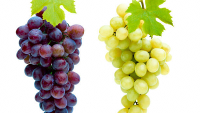 руководство по употреблению винограда